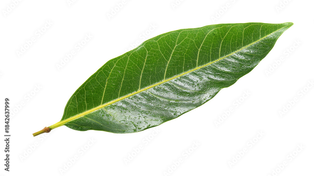 Obraz premium Green leaf on isolated background