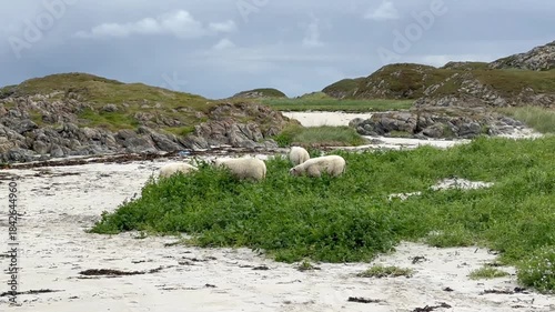 Sheeps grazing close to the beach on the Lofoten islands