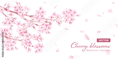 春の花：さくらと散る花びらのバナー背景。水彩イラスト（ベクター。レイアウト変更可能。）