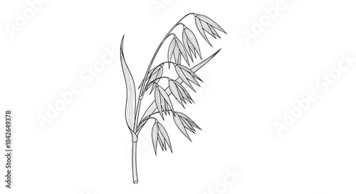 A detailed black and white line art illustration of a single oat plant stalk with its grains for botanical designs.