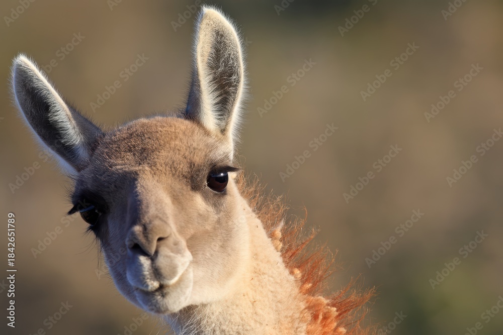 Naklejka premium Curious wild guanaco close-up portrait with soft fur tilted head looking directly at the camera