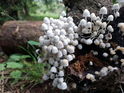 Fényképezés Racimos de  hongos