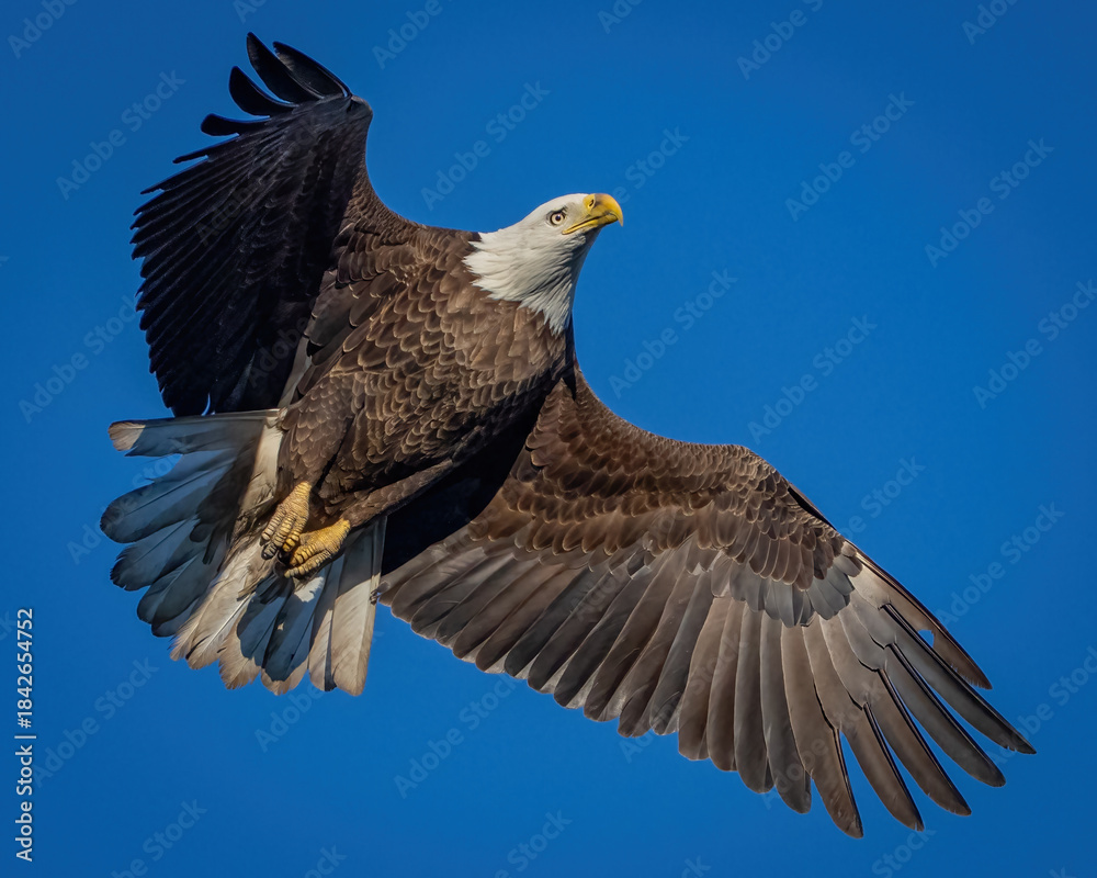 Fototapeta premium Bald Eagle adult in flight