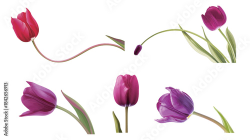 Single magenta tulip with gently curved stem, elegant floral illustration isolated on white background