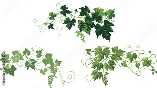 Simple elegant botanical illustration of a grapevine, grape leaves and vine branch vector design