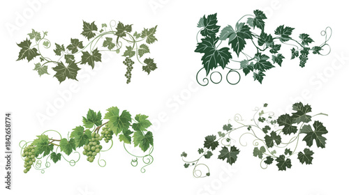 Simple elegant botanical illustration of a grapevine, grape leaves and vine branch vector design