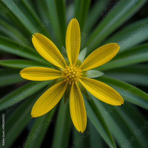 Vibrant yellow flower with six delicate petals and a textured center against green foliage vactor