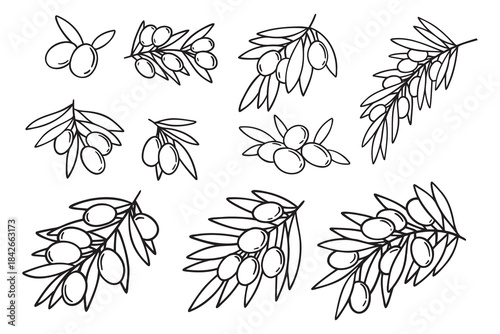  olive branch isolated doodle hand drawn on white background set. Outline drawing olive tree branch for menu, logo, greeting cards