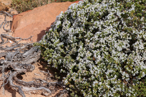 Australian native wildflower common sea-heath (Frankenia pauciflora) on  rocky ground at the coast (Kalbarri National Park, Western Australia)