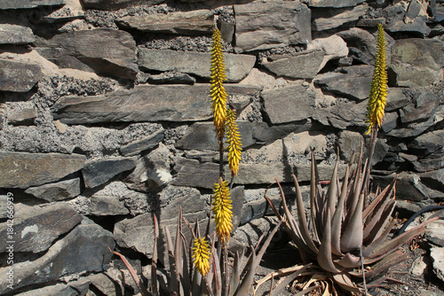 Yellow Aloe vera flowers in front of gray natural stone wall (Gran Canaria, Spain)