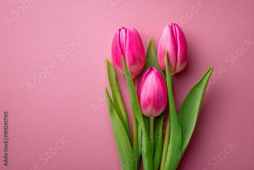 Three vibrant pink tulips with green leaves arranged against a matching pink backdrop