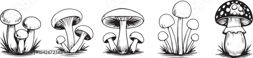 Mushroom Hand-Drawn Collection. Mushroom Vintage Sketch Set. Detailed black and white sketch of a mushroom with intricate lines and shading. Vector illustration.