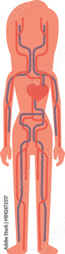 A woman s body is shown with red and blue veins