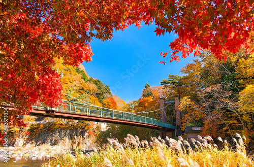栃木県那須塩原市　秋の紅葉に染まる塩原温泉と山ゆりの吊橋
