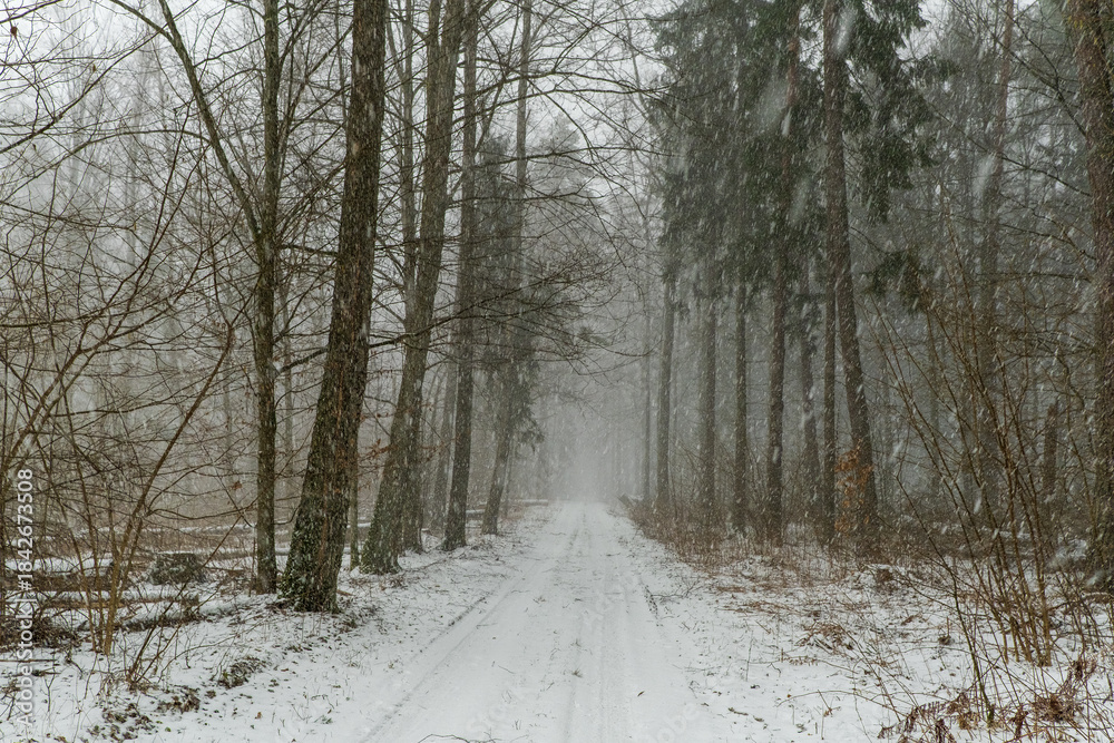 Obraz premium Path in Bialowieza Forest in Poland
