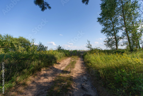 Path through a vibrant green landscape with tall trees and a clear blue sky on a sunny day in nature