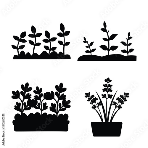 Vector silhouettes of plant growth stages and garden herbs