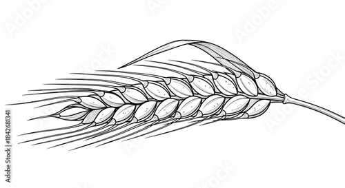 Detailed black and white line art illustration of a single ripe ear of wheat with long awns and grains representing agriculture and harvest.