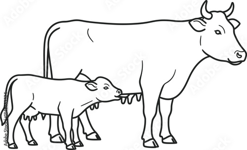 Mother Cow Nursing Her Calf in a Peaceful Farm Setting