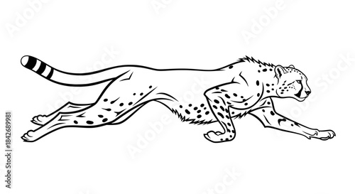 Black and white illustration of a leopard in motion