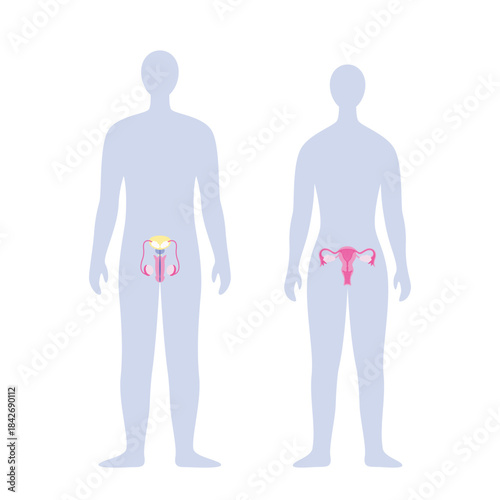 Silhouettes of a man and a woman with male and female reproductive system. Medical vector illustration. Infographic for health care flyers, brochures, web sites