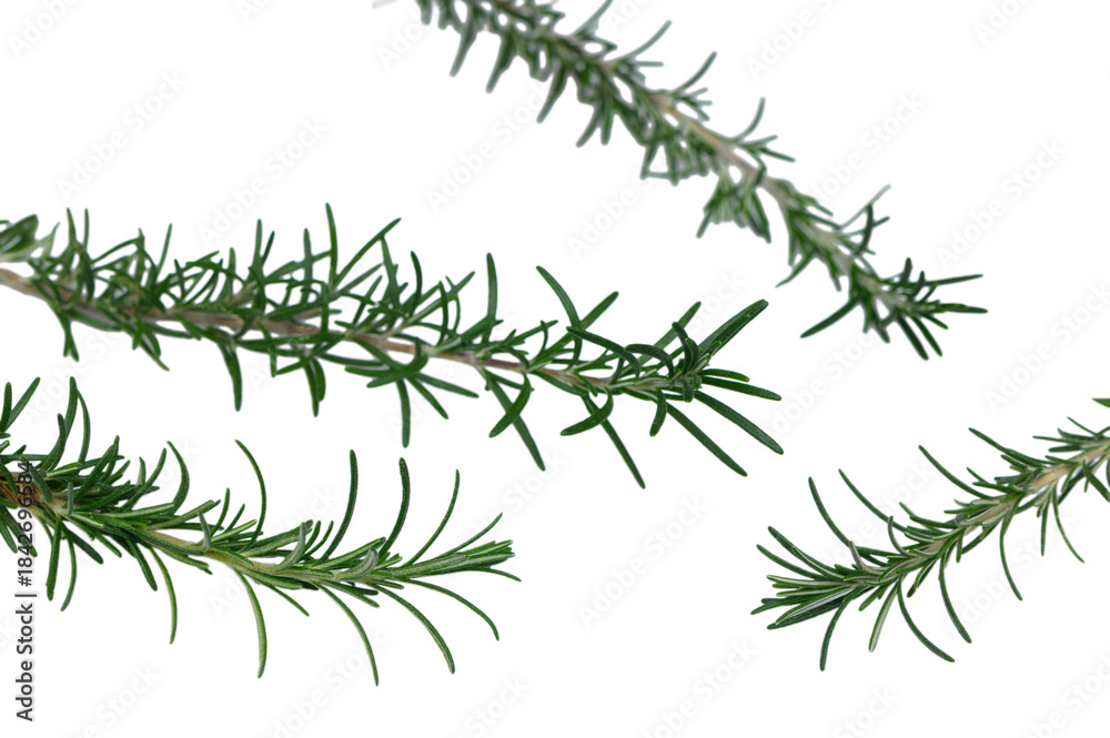 Fototapeta premium Rosemary Sprigs Bouquet Arranged on Clean White Surface