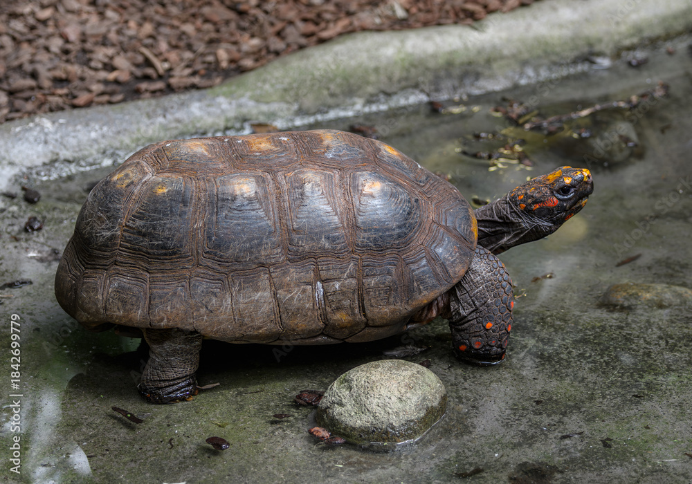 Obraz premium Red-footed tortoise, Chelonoidis carbonarius