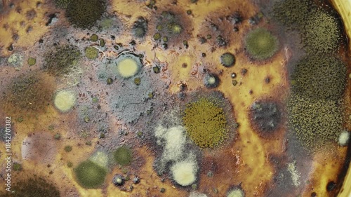 A magnified image shows mold growing on the bottom of an unwashed coffee cup, slowly rotating.