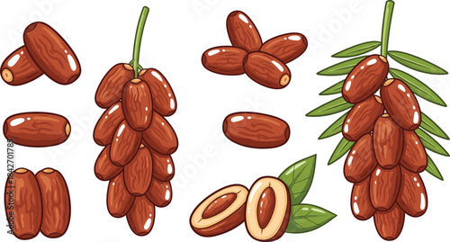 Date anatomy and palm cluster illustration—vector of whole, halved, and stemmed dates with green leaves