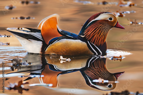 Mandarin Duck Reflection