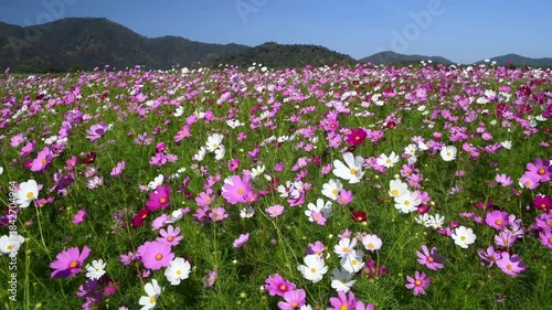 A lush field bursting with vibrant cosmos flowers in shades of pink and purple, each bloom featuring a bright yellow center. The flowers sway gently among green stems and leaves. Lop Buri. Thailand