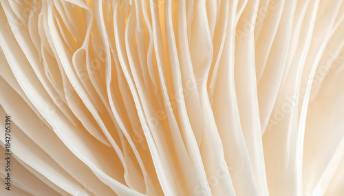 Macro view revealing the delicate folds and textures beneath a light-colored fungus