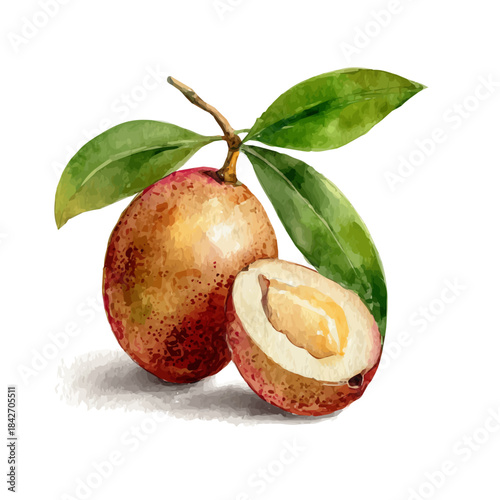 A watercolor isometric illustration of Sapodilla, cleanly isolated on white background.
