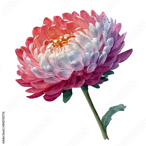 Aster Flower illustrated in isometric watercolor style, isolated on white.