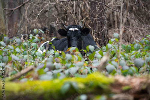  A black cow in a pasture . Cattle breeding concept