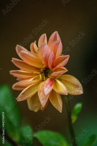 The natural beauty of Indonesia with small plants and animals, macro photos of plants and animals