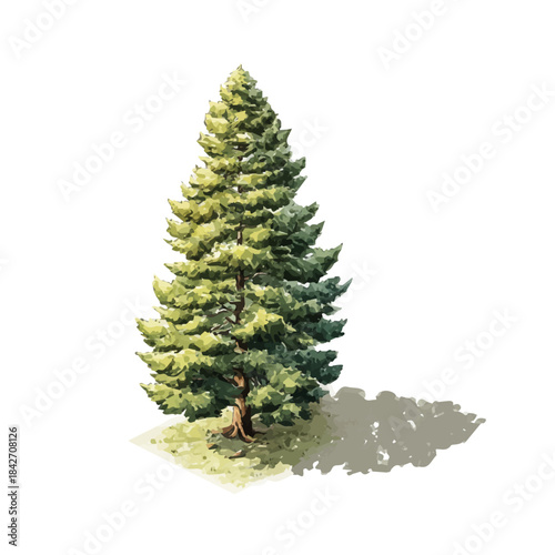 Isometric watercolor graphic of Redwood Tree, neatly isolated on white background.
