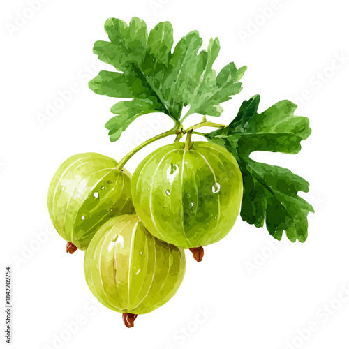 Isometric-style watercolor depiction of Indian Gooseberry, set against a white background.