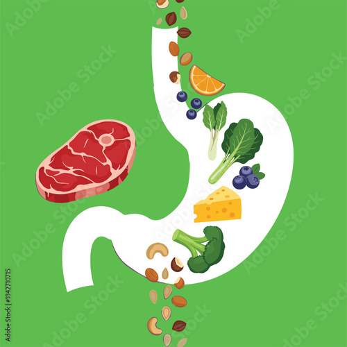 Human stomach with diverse healthy foods, digestion and nutrition concept, green background illustration, wellness and dietary intake graphic, flat vector