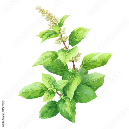 A watercolor isometric illustration of Holy Basil Tulsi, cleanly isolated on white background.