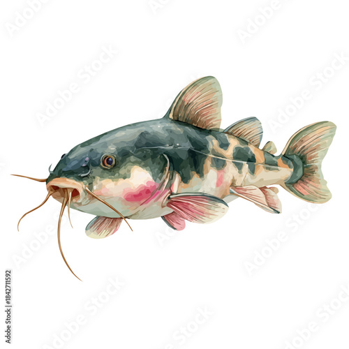 Catfish With Barbels in detailed isometric watercolor art, isolated on a pure white backdrop.