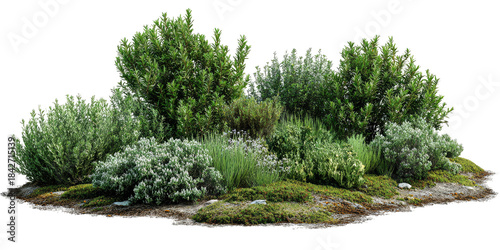 A cluster of various green bushes and plants on a small mossy hill, isolated on black