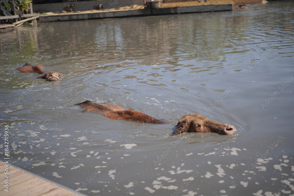 Obraz premium Up close with nature! 🐃 Feed the gentle water buffaloes relaxing in the pond, all set against the beautiful backdrop of traditional Thai wooden architecture.