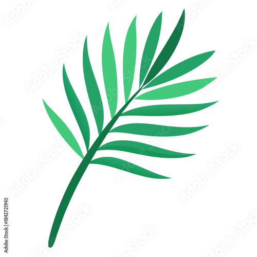 A simple illustration of a green tropical palm leaf frond against a white background