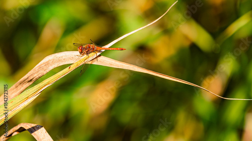 Bilde på lerret Sympetrum vulgatum, vagrant darter dragonfly on a sunny summer day