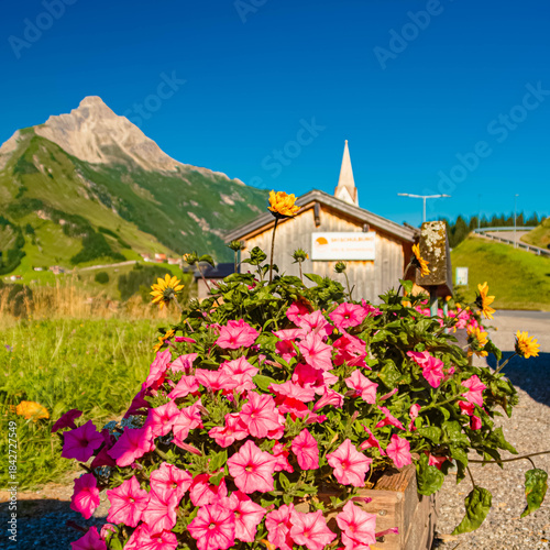 Cuadro en lienzo Beautiful alpine flowers with Mount Biberkopf in the background seen from Warth,