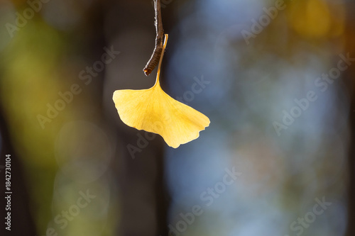 一枚だけ残ったイチョウの葉