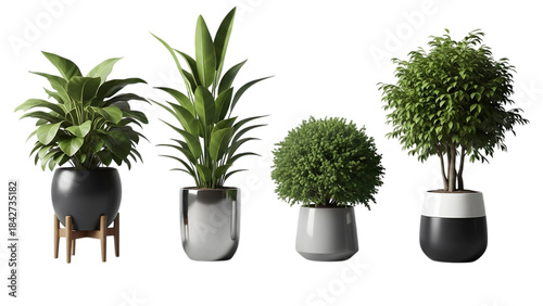 Potted plant in a vase isolated