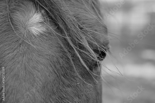 Tablou pe pânză Forelock mane hair with gentle movement on horse face closeup in black and white