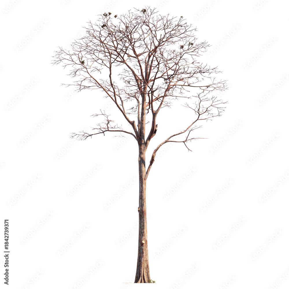 Fototapeta premium Bare Tree on Isolated Background